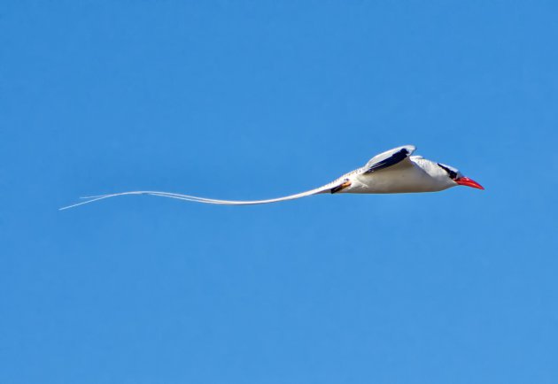 Zwaluwstaart op Galapagos 