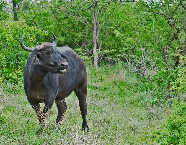 Buffel dames leven in grote groepen!