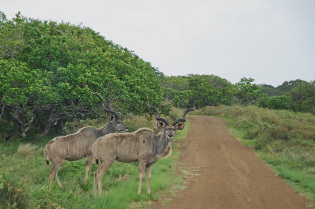 Nieuwsgierige Kudu's!