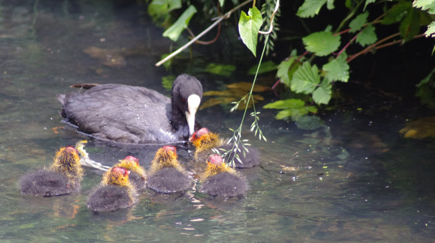 Hongerig kroost