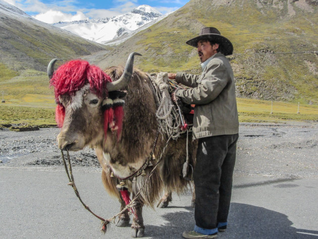 Yak in de Himalaya