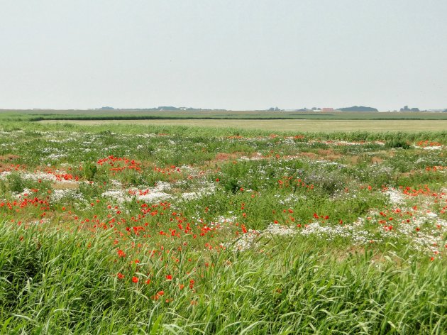 Anders Texel