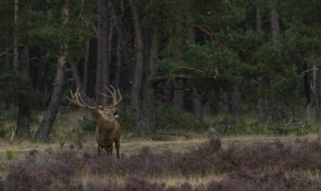 Bronst op de Veluwe