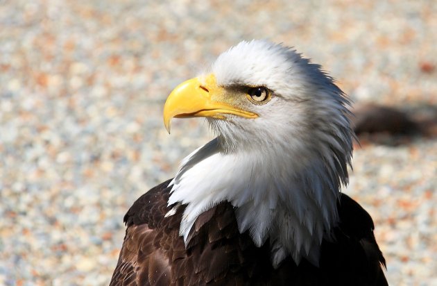 Bald eagle