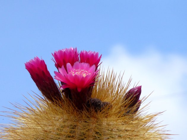 bloeiende cactus