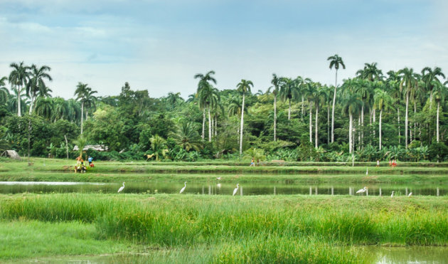 Rijstvelden op Cuba