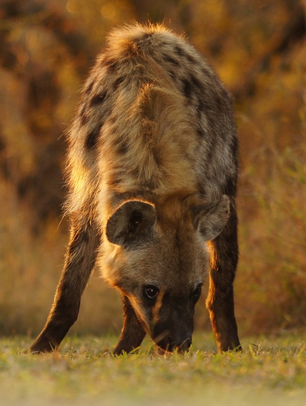 Gouden Hyena