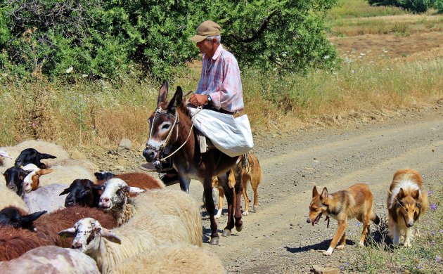 Herder met honden