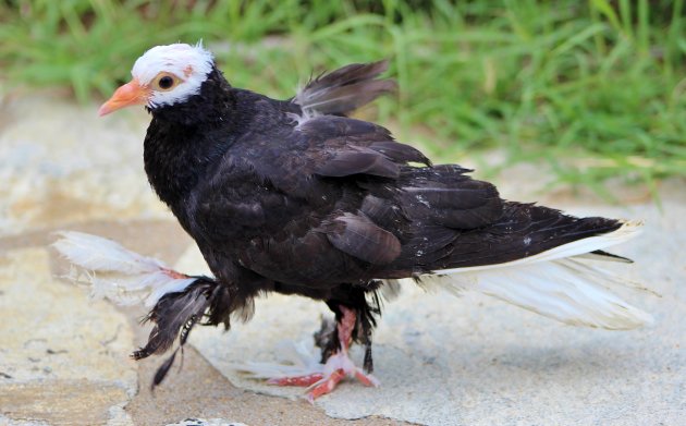 Pantoffelvogel