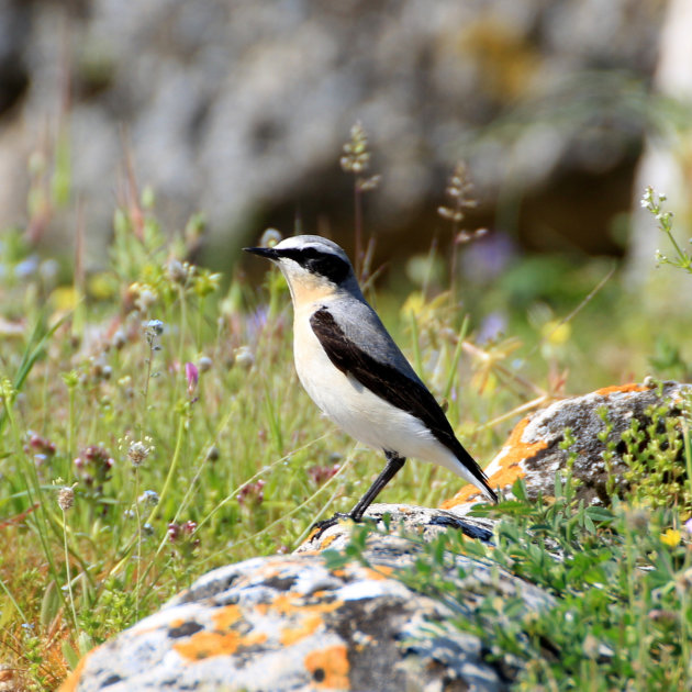 Vogels spotten tussen de ruïnes 