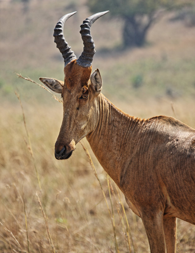  Oude Red Hartebeest