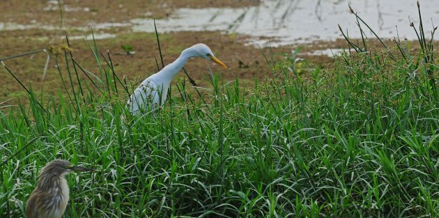 Squacco Heron + Cattle Egret!