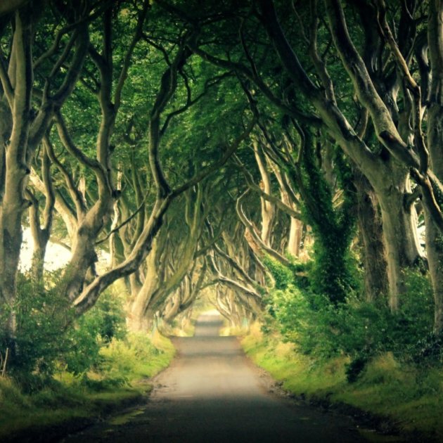 The Dark Hedges