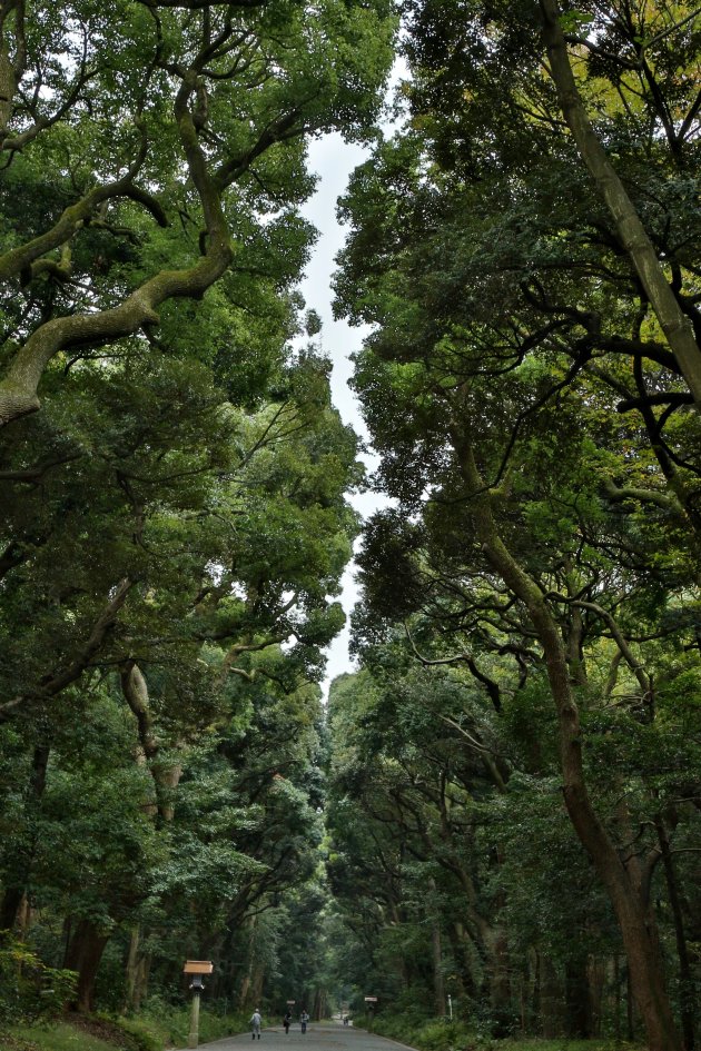 Yoyogi park