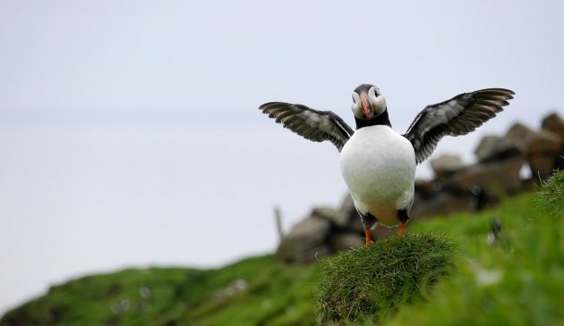 Papegaaiduikers op Mykines