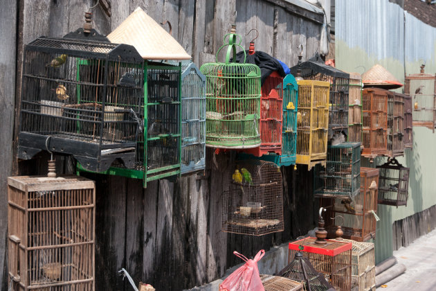 Vogeltjes in kooitjes