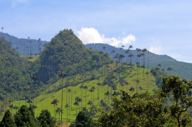 Cocora vallei