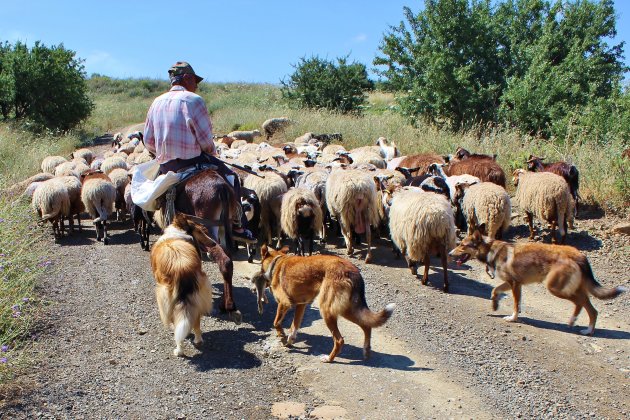 Herder met prooi