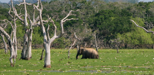 olifant in het groen