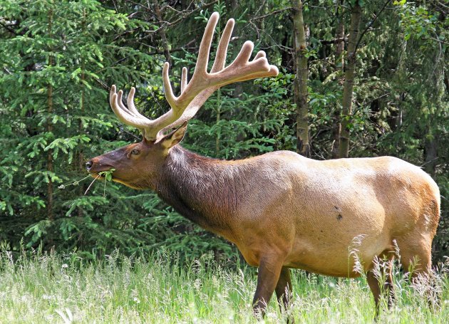 Elk