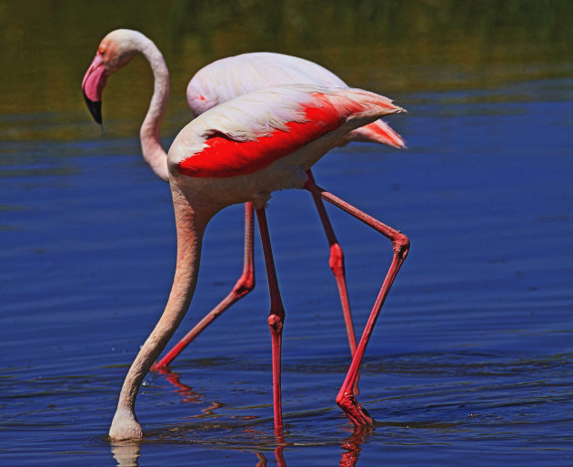 flamingo’s