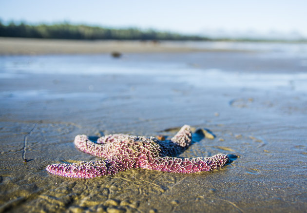 Zeesterren zoeken