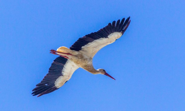 ooievaar in de vlucht