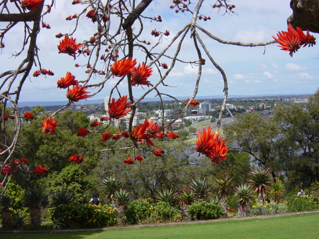 King's Park- Perth