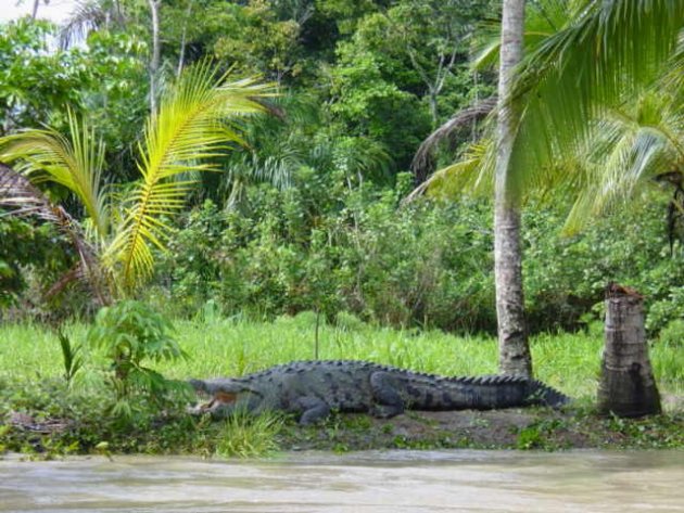 American Crocodile aan de waterkant...