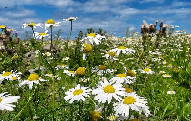 bloemenzee