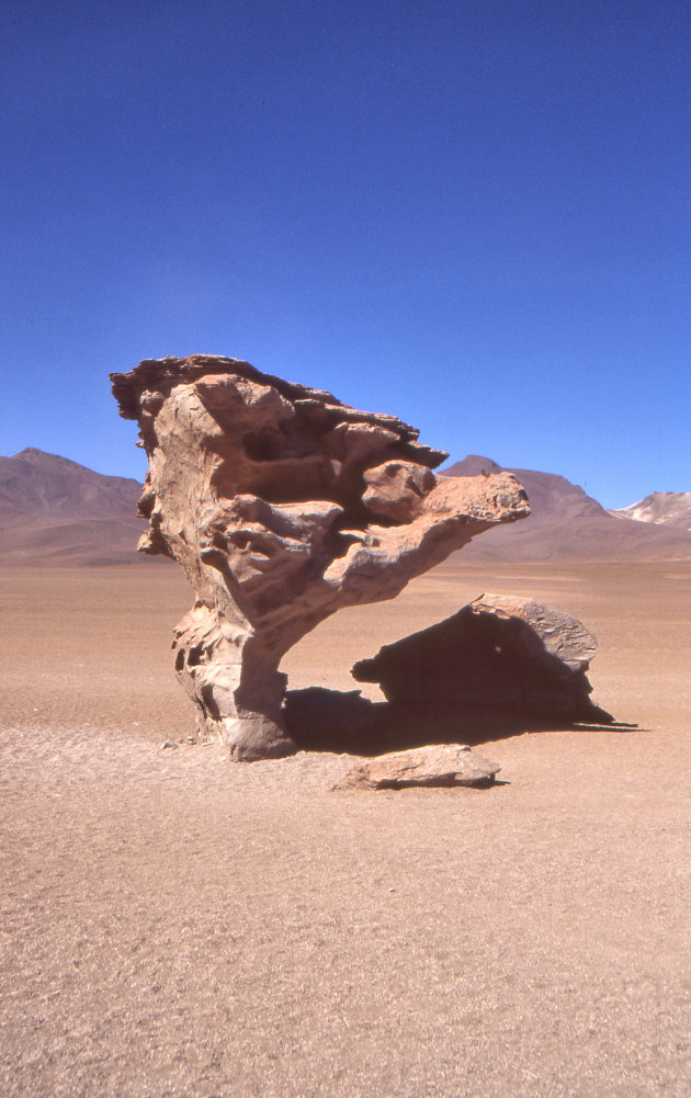 Árbol de Piedra