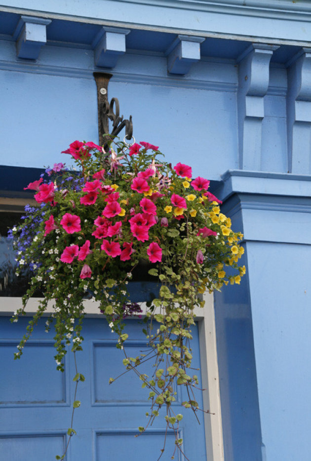 Bloemen tegen blauw