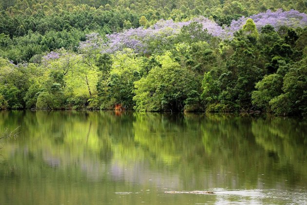 Krokodillen spotten in Mlilwane NP