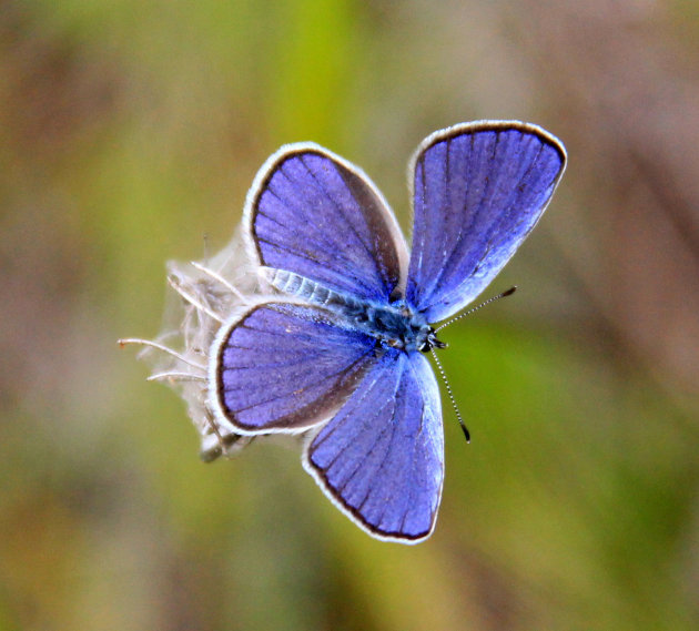 Icarus blauwtje