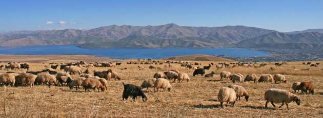 Schapen en geiten