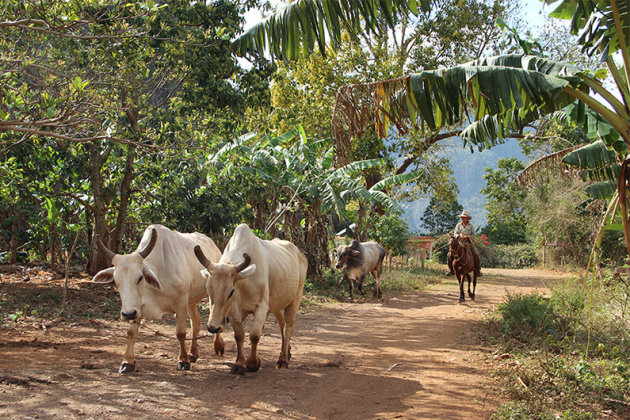 Mooie wandeling in Viñales