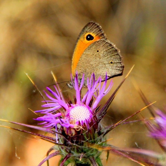 Zittend op een distel