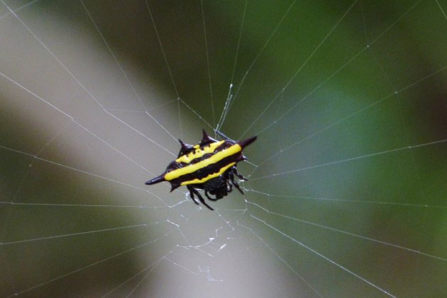 Vreemd spinnetje