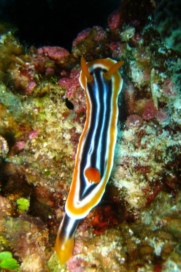 Chromodoris magnifica