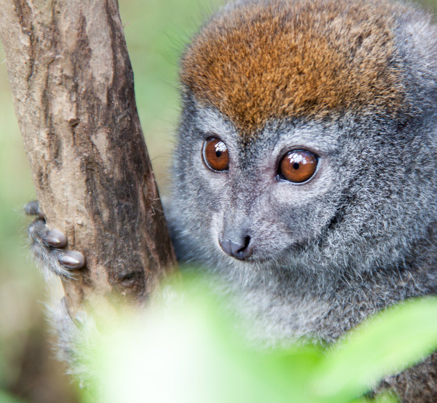 Grey bamboo lemur