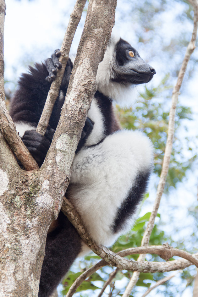 black and white ruffed lemur