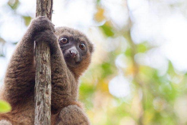 Golden bamboo lemur