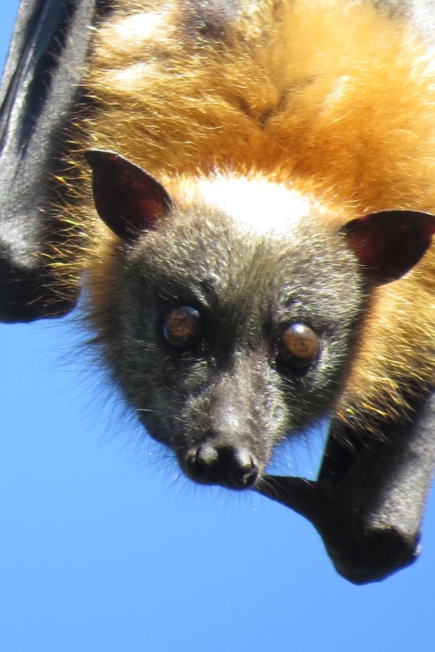 Flying Foxes overdag  te zien in een groot park in Redcliff