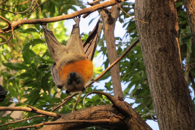 Flying Foxes zijn prachtige dieren