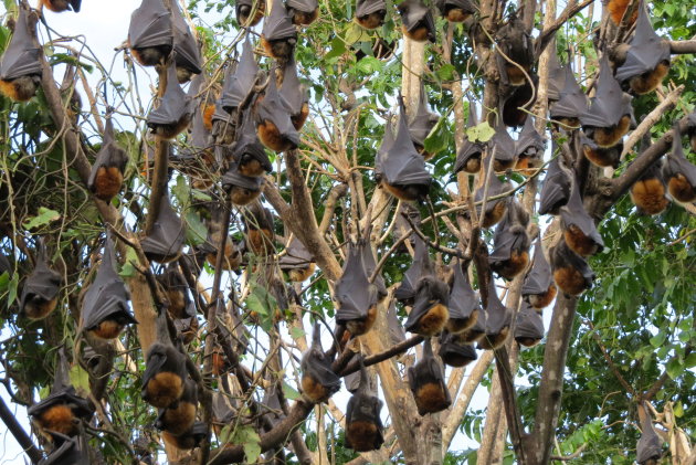 Flying foxes hoog in de bomen als kleine zwarte leren zakjes