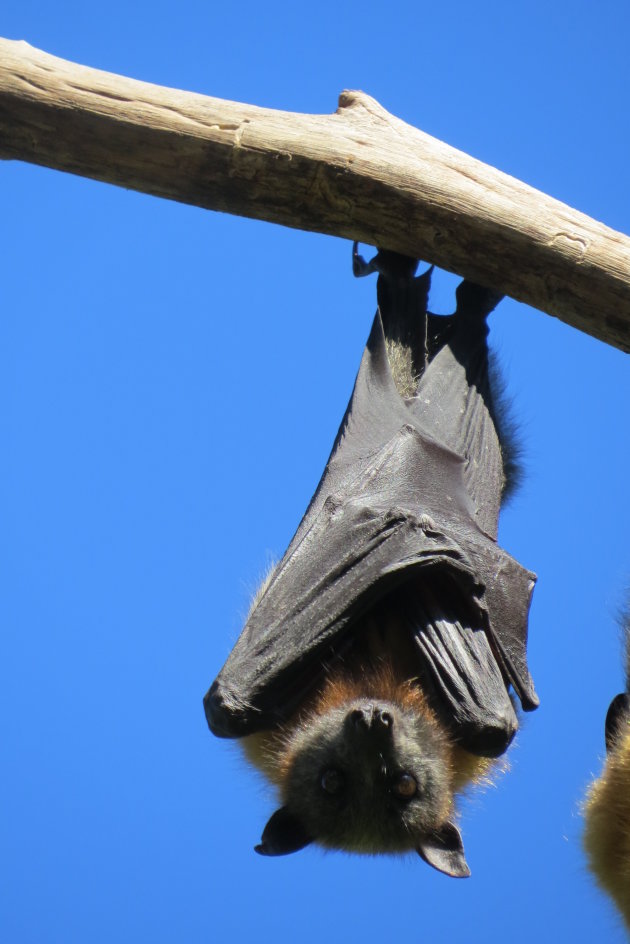 Flying foxje in het zwart