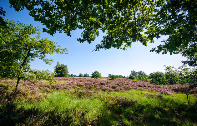 Doorkijkje Mechelse Heide