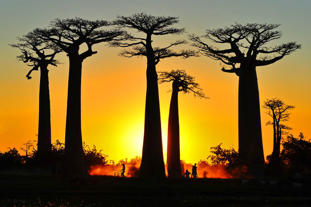 Avenue des Baobabs