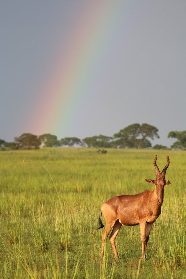 Na regen komt zonneschijn (en Hartebeest)