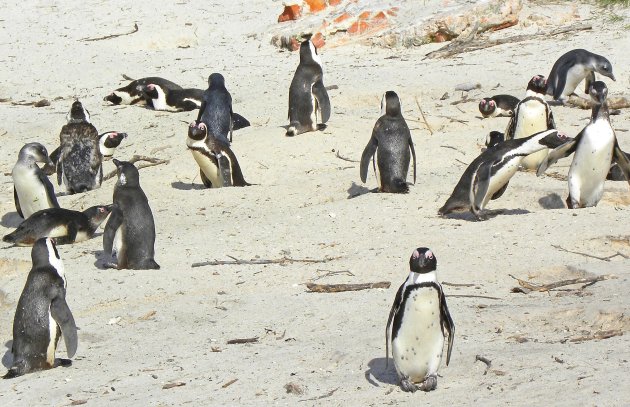 Boulders Beach